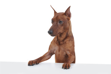 Miniature Pinscher.