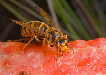 Hornet on watermelon 2
