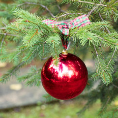 Obraz na płótnie Canvas Red Christmas ball on fir branch