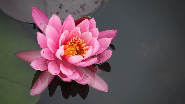 Pink lotuses on a pond