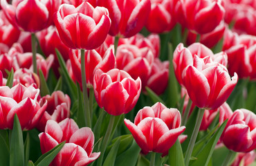 Fototapeta premium Red tulips
