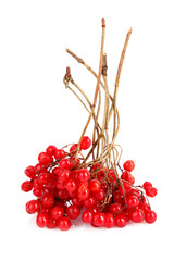 red berries of viburnum isolate on white