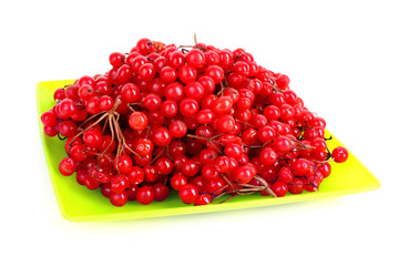 red berries of viburnum isolate on white