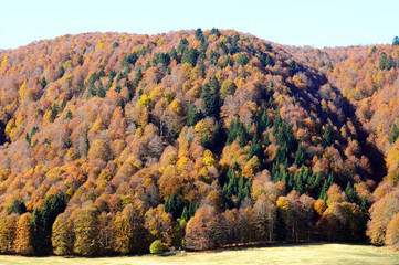 autunno in cansiglio 238
