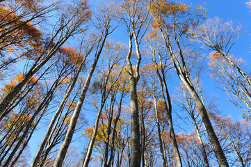 faggi del cansiglio 249