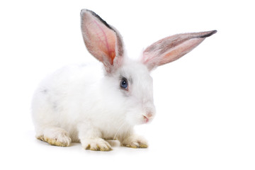 Happy New Year of rabbit