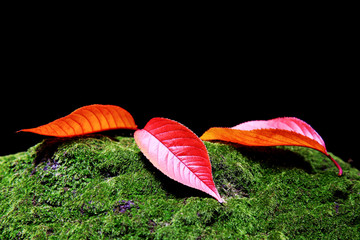 　Red leaves and green moss