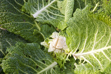 Leftover of a harvested savoy cabbage