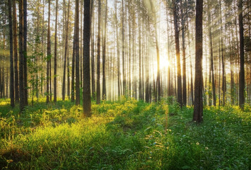 Obraz premium piękny zachód słońca