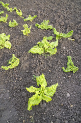 Fresh spinach in a vegetable garden bed