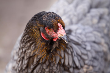 Brahma-Henne