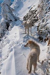Landscape with two dogs on a path trail in Ciucas mountains