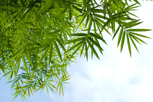 Bamboo leaf with sky