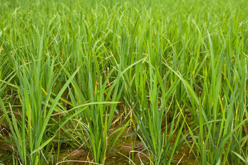 Rice Paddy