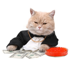 Red cat sitting on the dollar on the white background, Christmas