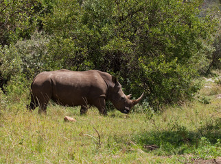 Obraz premium White Rhino 2