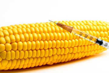 Genetically modified corn