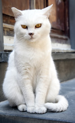 Cat sleeping over a chair in Porto Venere