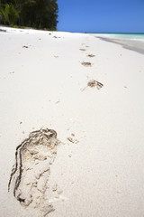 Footprints in sand.