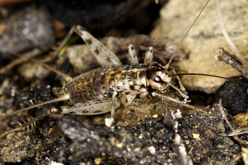 cricket beetle