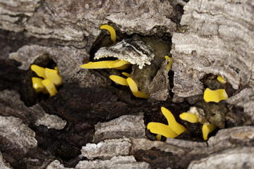 yellow fungus