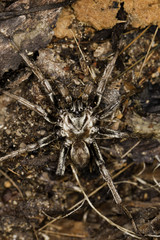 Spider on the wild