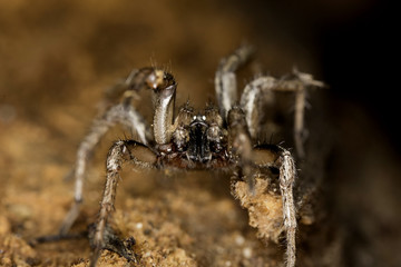 Spider on the wild