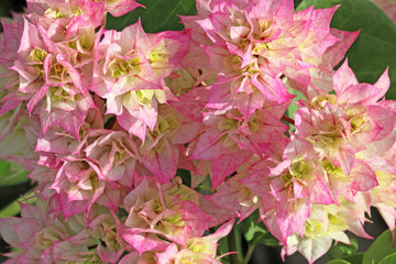 bouquet de bougainvillées