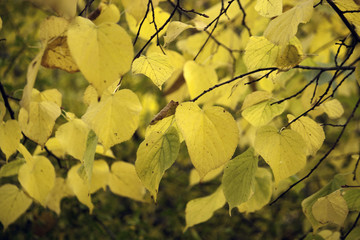 Obraz premium autumn leafs on tree