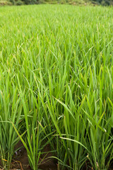 Rice Paddy close up portrait