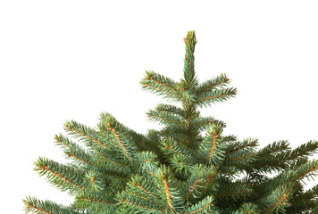 top of small blue spruce christmals tree; undecorated