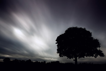 Silhouetted tree with a stormy sky