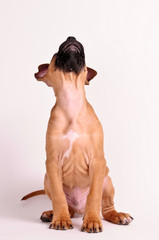 American Staffordshire Terrier, Welpe, Studioaufnahme