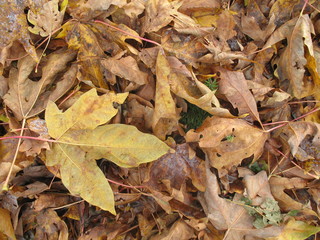 Fall leaves