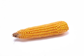 An ear of ripe corn