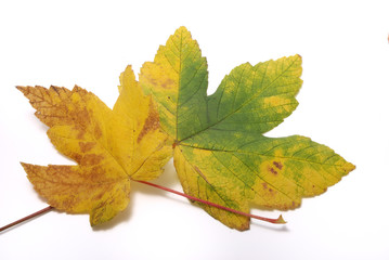 Leaves on a white background