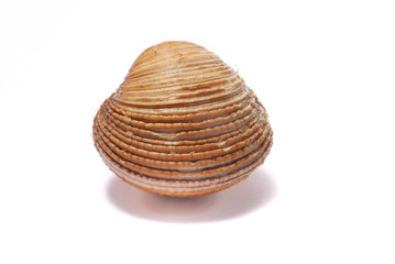 Clams