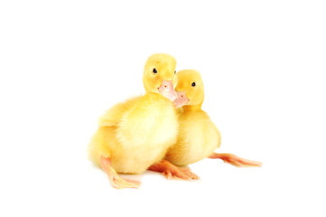 yellow fluffy ducklings