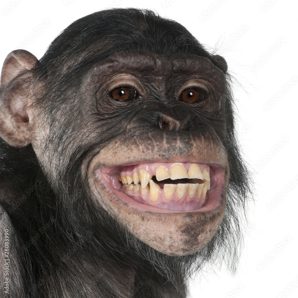 Poster close-up of mixed-breed monkey between chimpanzee and bonobo