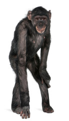 Fototapeta premium Małpa mieszana między szympansem a bonobo, 8 lat, s