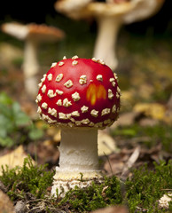 Fly agaric or fly Amanita mushrooms, Amanita muscaria