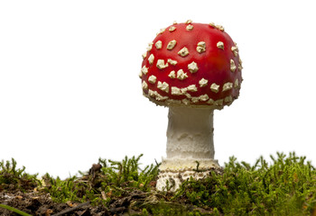 Fly agaric or fly Amanita mushroom, Amanita muscaria