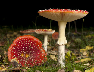 Fly agaric or fly Amanita mushrooms, Amanita muscaria