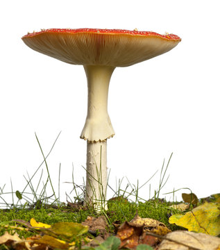 Mature Fly agaric or fly Amanita mushroom, Amanita muscaria