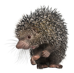 Obraz premium Brazilian Porcupine, Coendou prehensilis, standing