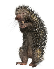 Brazilian Porcupine, Coendou prehensilis, eating peanut