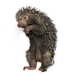 Brazilian Porcupine, Coendou prehensilis, standing