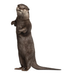 Oriental small-clawed otter, Amblonyx Cinereus, 5 years old
