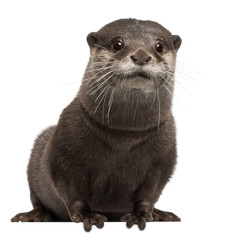 Oriental small-clawed otter, Amblonyx Cinereus, 5 years old