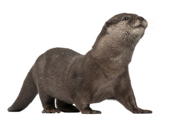 Oriental small-clawed otter, Amblonyx Cinereus, 5 years old